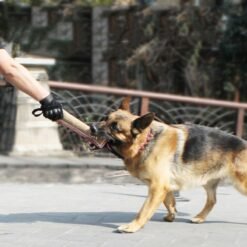 Alternative view of Biting Dog Training Professional Working Dog