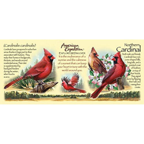 American Expedition Wildlife Series Cardinal Stoneware Coffee Mug by American Expedition
